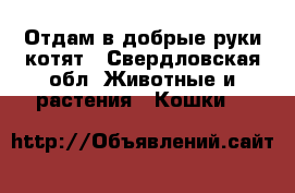 Отдам в добрые руки котят - Свердловская обл. Животные и растения » Кошки   
